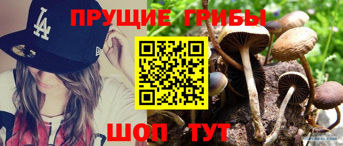 Псилоцибиновые грибы Psilocybine cubensis Невинномысск